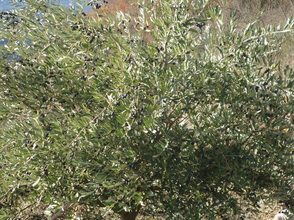 Appartamenti Camere Masi Brenta Rovereto  Exterior foto